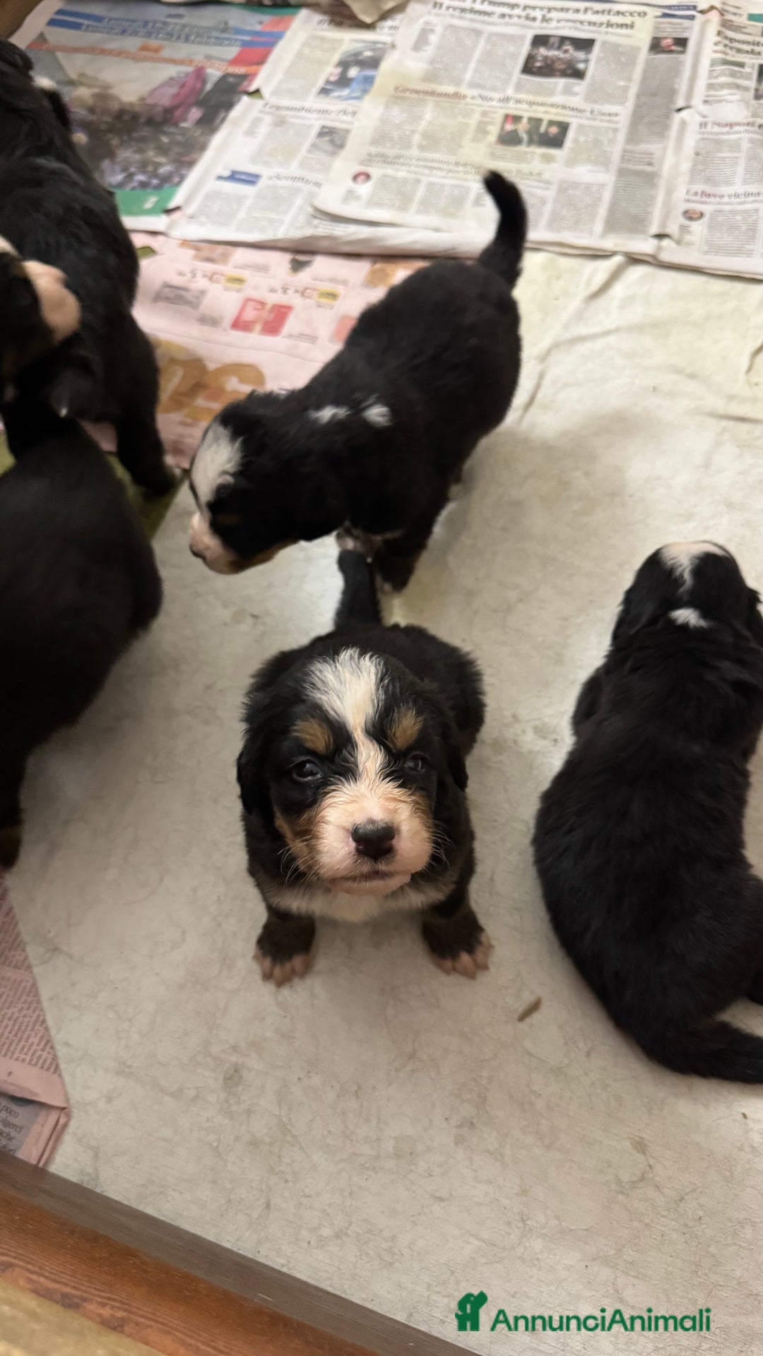 Bovaro del Bernese cani in vendita: Cuccioli Bernese da famiglia (privati) - Annuncio 5