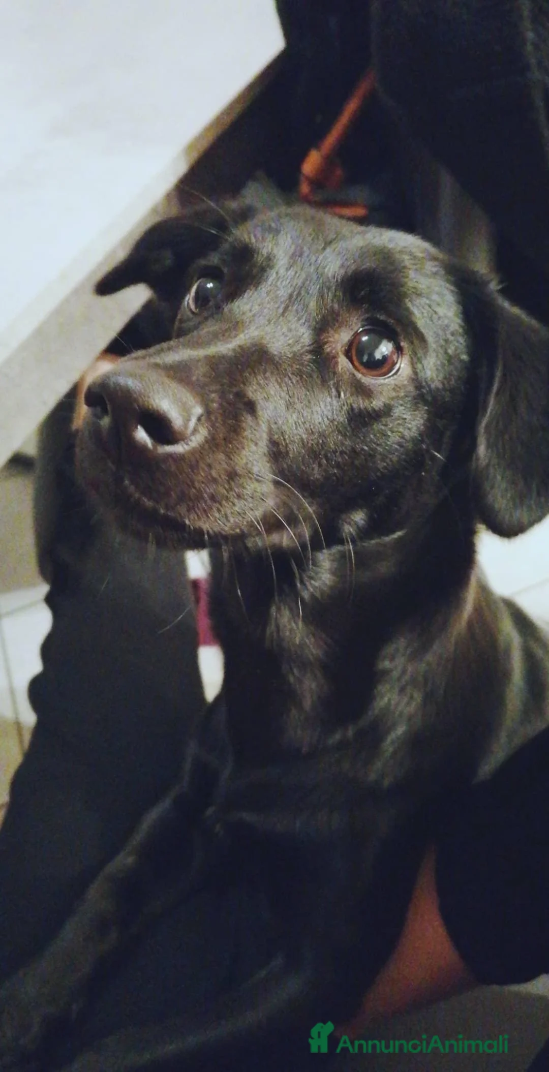 Meticcio cani in regalo: Arya cerca casa a Provincia di Ravenna - Annuncio 1
