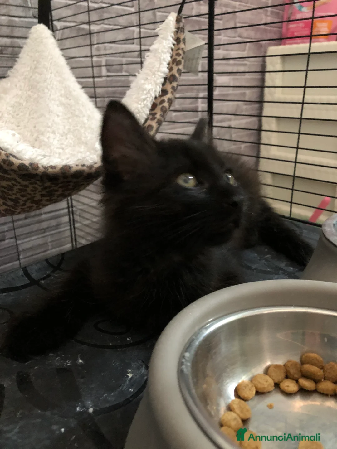 Altre razze gatti in regalo: MARTE CERCA CASA 🏡  - Annuncio 2