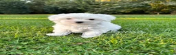 Maltese cani in vendita: MALTESI MINI TOY a Città metropolitana di Milano - Annuncio 4