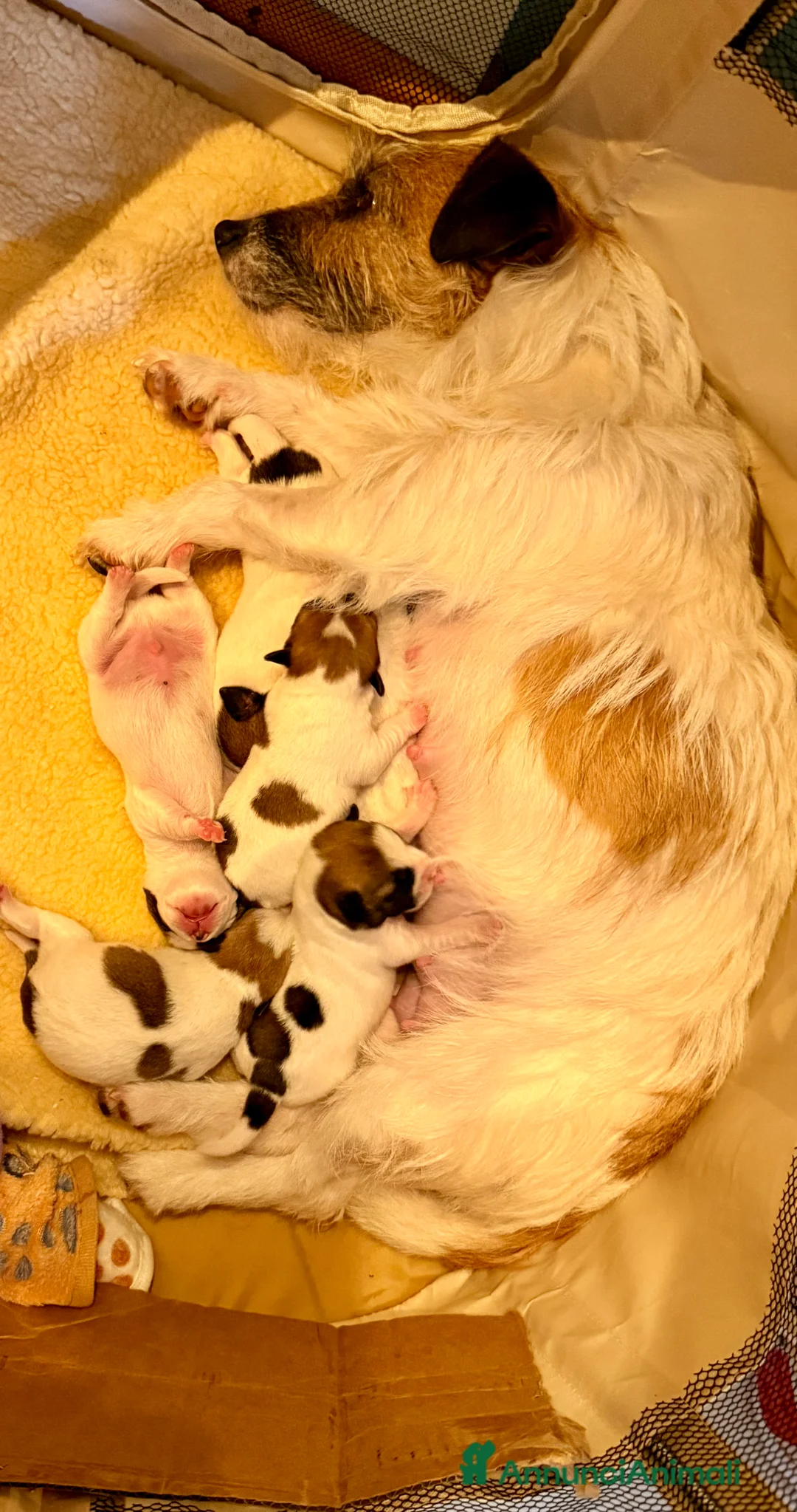 Jack Russell cani in vendita:  Cuccioli Jack Russel a Provincia di Brescia - Annuncio 1