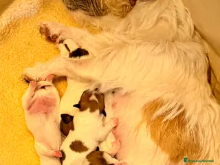 Jack Russell cani Cuccioli Jack Russel a Provincia di Brescia - Annuncio 6