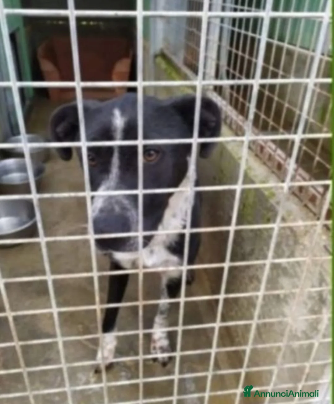 Meticcio cani in regalo: Fenice sfruttata e mollata in strada,in canile.SUD a Città metropolitana di Milano - Annuncio 1