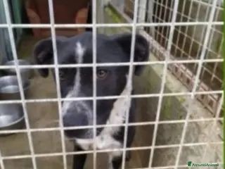 Meticcio cani Fenice sfruttata e mollata in strada,in canile.SUD a Città metropolitana di Milano - Annuncio 3