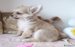 Chihuahua cani in vendita: Chihuahua maschio a pelo lungo con Pedegree Enci  - Annuncio 11