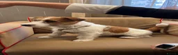 Jack Russell cani per accoppiamento: Achille cerca compagna - Annuncio 3