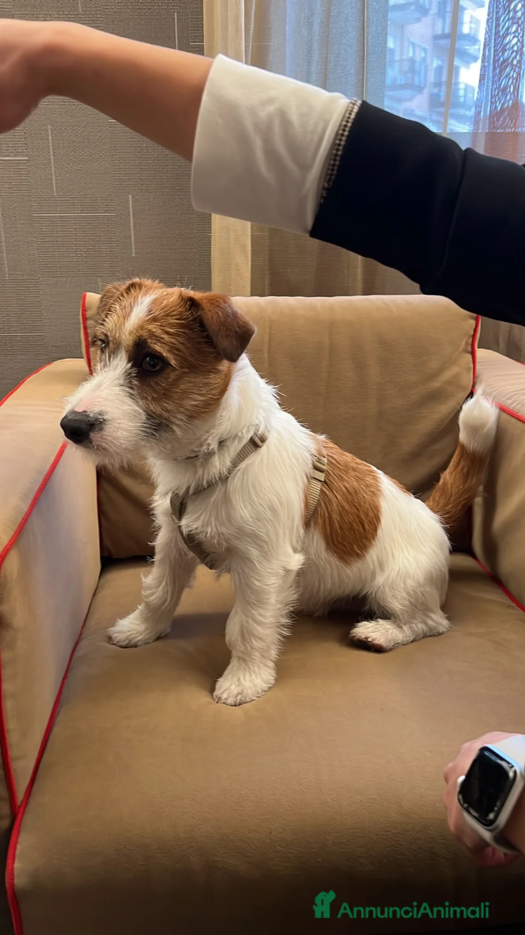 Jack Russell cani per accoppiamento: Achille cerca compagna - Annuncio 3