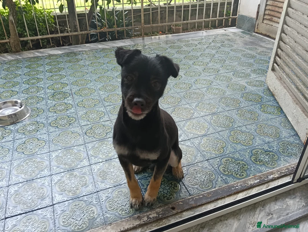 Meticcio cani in regalo: Blaick cerca una nuova casa a Città Metropolitana di Napoli - Annuncio 2