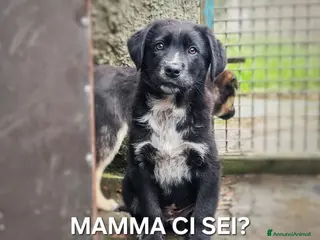 Meticcio cani MORA 🩷 - cucciola futura taglia media cerca casa - Annuncio 12