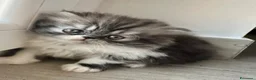 Persiano gatti in vendita: Cuccioli persiani ipertipici - Annuncio 5