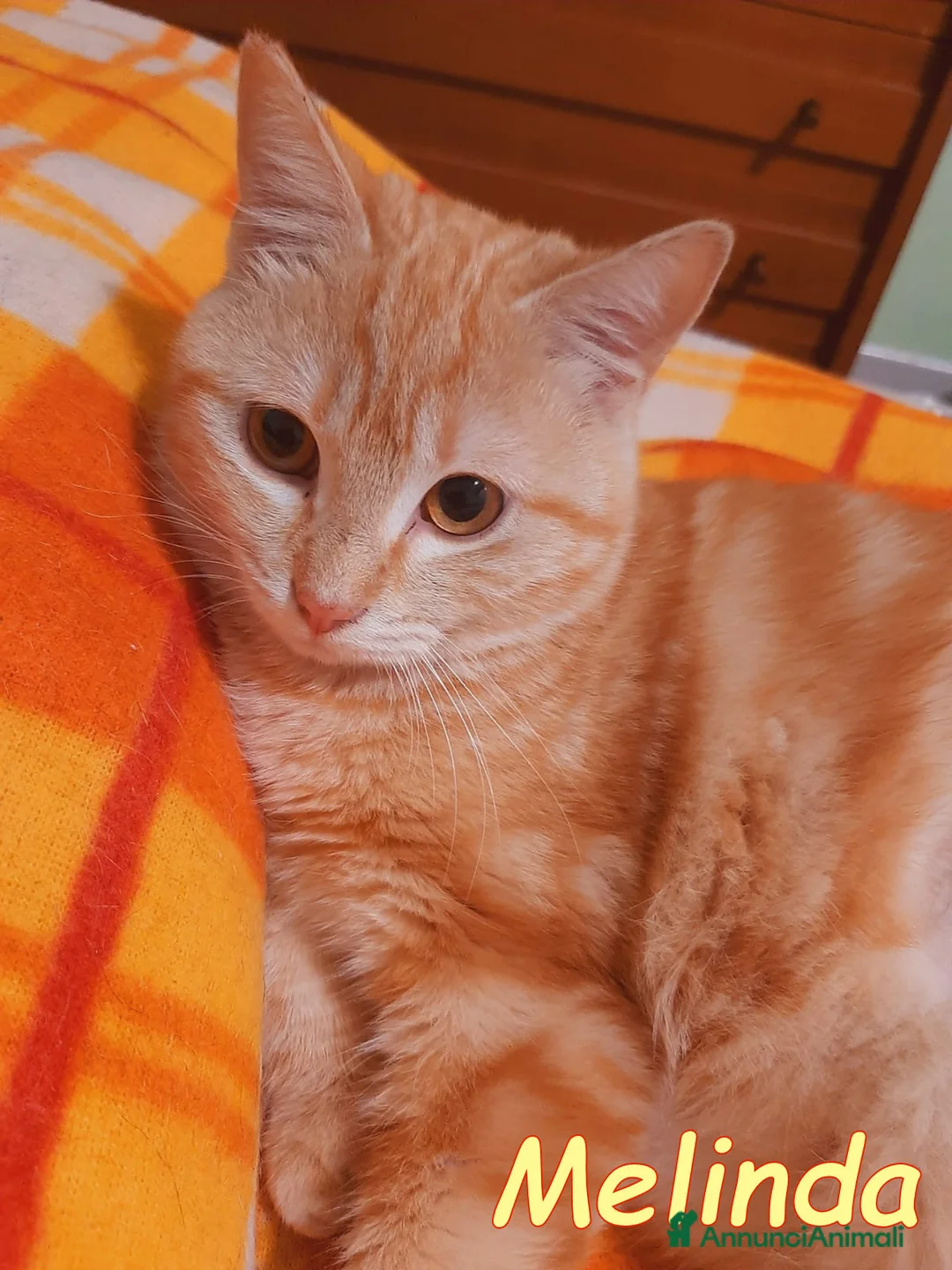 Europeo gatti in regalo: Melinda, piccola meraviglia rossa - Annuncio 2
