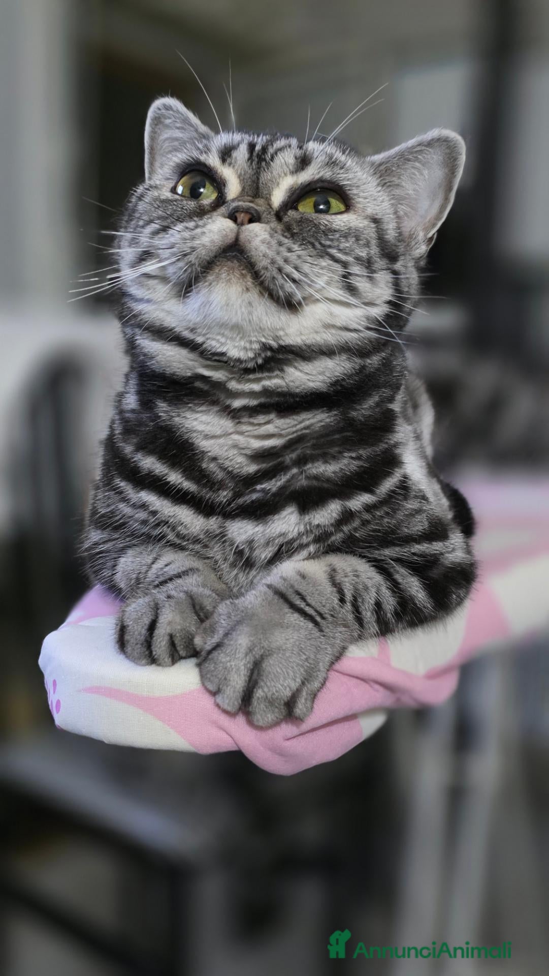 British gatti British Shorthair con pedigree  - Annuncio 3