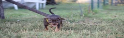 Pitbull cani in vendita: Cuccioli Pit Bull con pedigree anche a rate - Annuncio 25