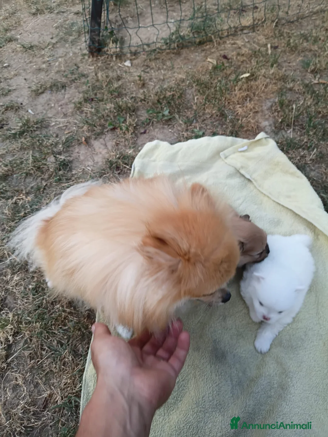 Volpino Pomerania cani in vendita: Cuccioli pomerania a Provincia di Verona - Annuncio 2