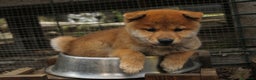 Shiba Inu cani in vendita: Shiba inu cucciolo  - Annuncio 1