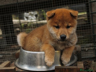 Shiba Inu cani Shiba inu cucciolo - Annuncio 1