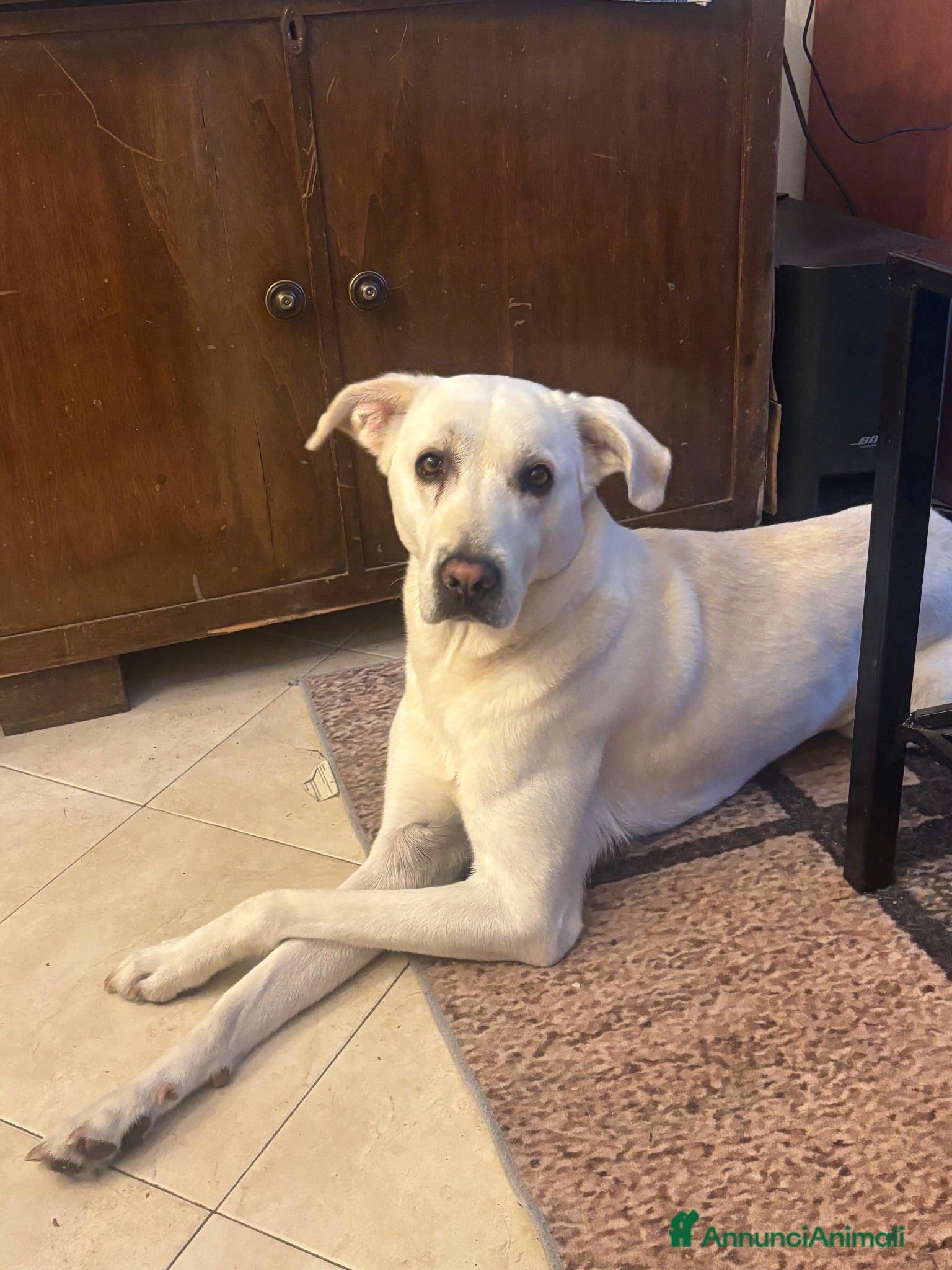 Labrador cani Choji - Annuncio 32