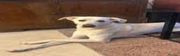 Labrador cani in regalo: Choji a Provincia di Grosseto - Annuncio 1