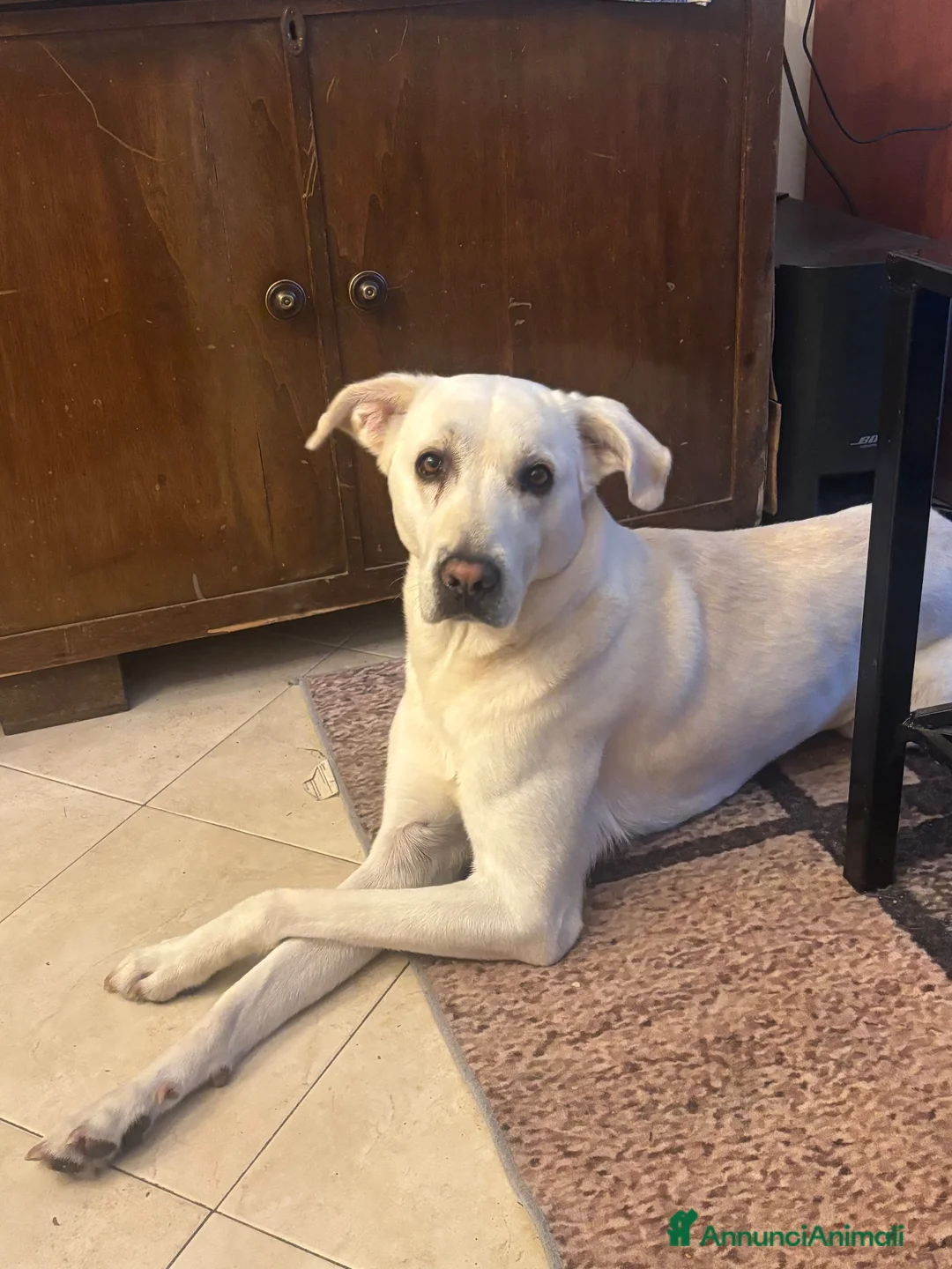 Labrador cani in regalo: Choji a Provincia di Grosseto - Annuncio 1