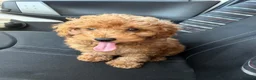 Barboncino Toy cani in vendita: Cucciolo di Barboncino Toy - Annuncio 7