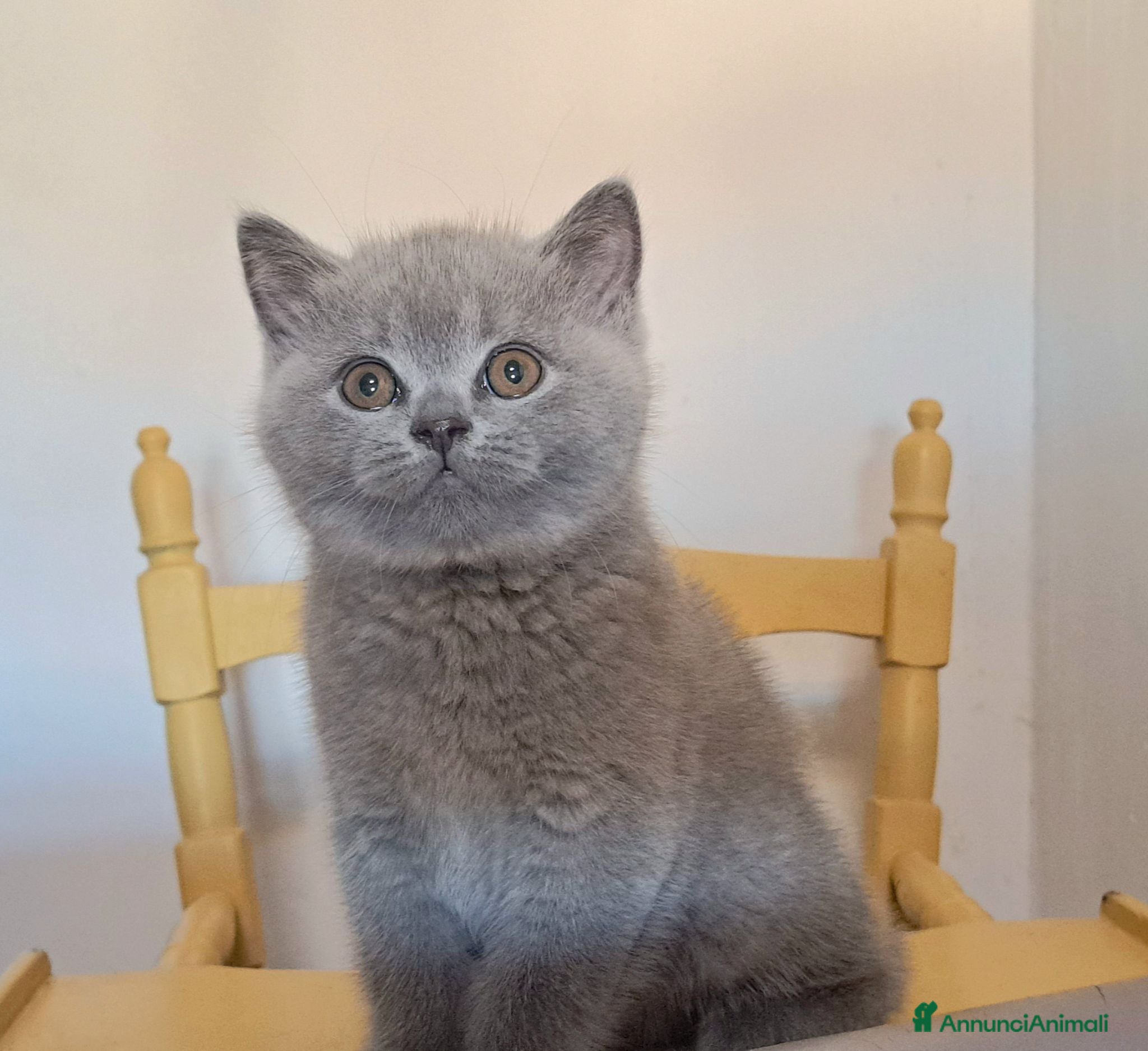 British gatti Cucciolo British shorthair maschio blu 3 mesi - Annuncio 6