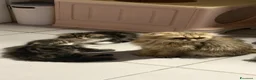 Scottish gatti in vendita: cucciola scottish rabbi con bianco - Annuncio 8