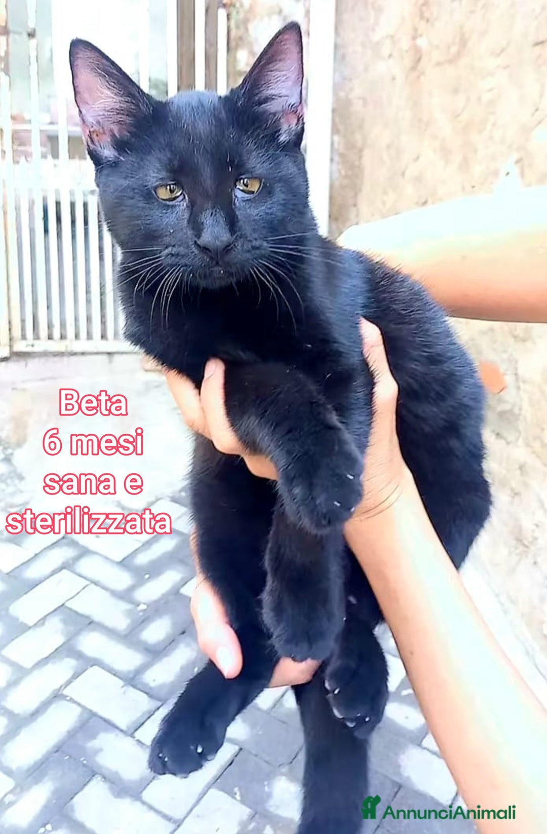 Europeo gatti in regalo: MICINI ABBANDONATI! URGENTE  - Annuncio 5