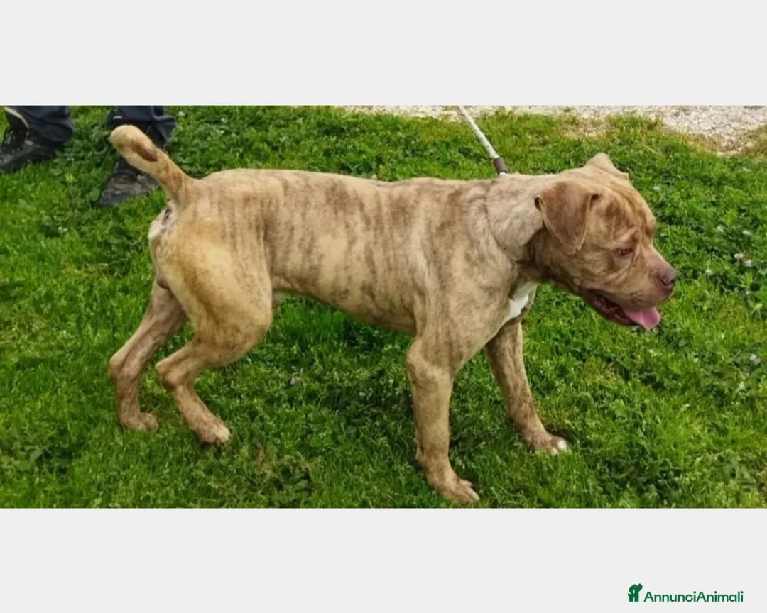 Meticcio cani in regalo: Grino, meraviglioso simil pittbull cane maschio a Latina - Annuncio 2
