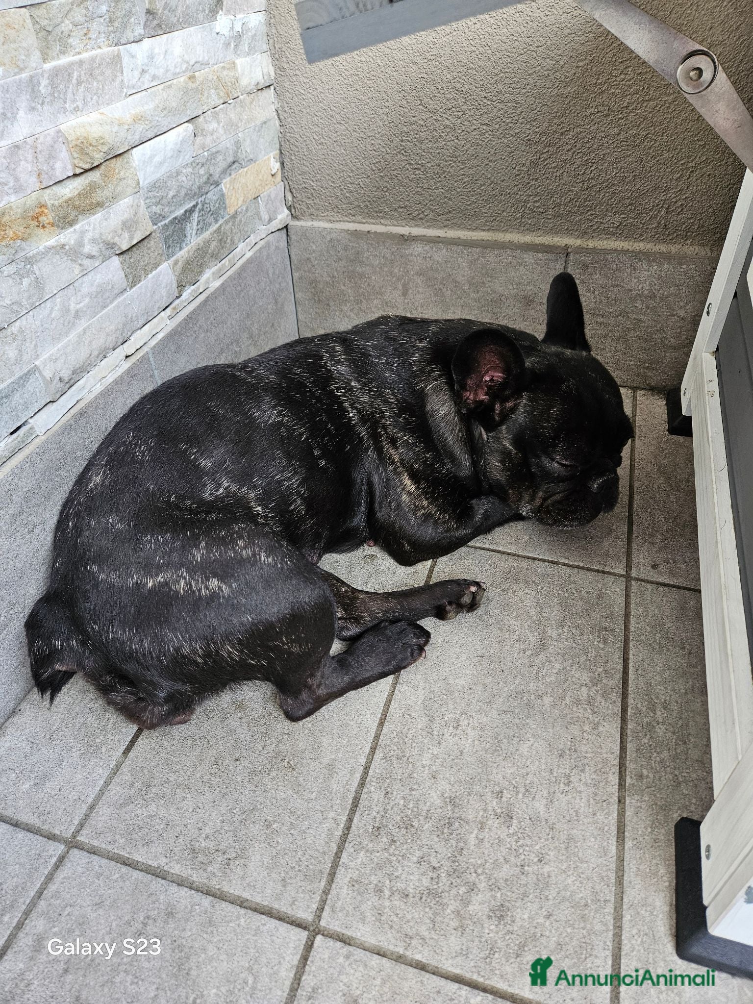 Bulldog Francese cani Regalo Bulldog Francese 7 Anni di nome Coco - Annuncio 31