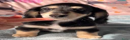 Bassotto Nano cani in vendita: Bassotti a pelo lungo  - Annuncio 8