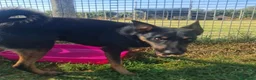 Pinscher Tedesco cani in regalo: Up, dolcissimo pincherino a Provincia di Latina - Annuncio 3
