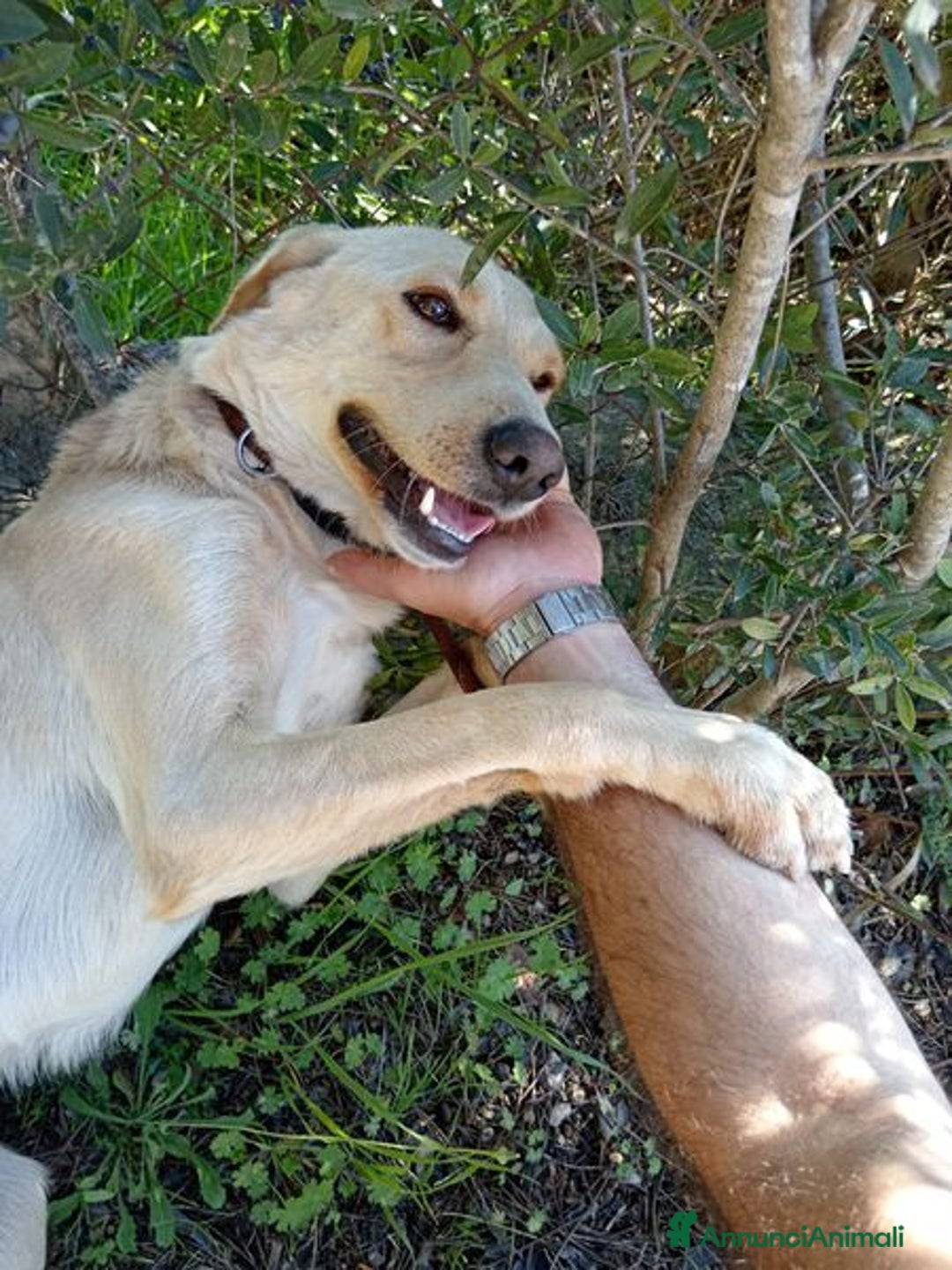 Labrador cani in regalo: Biden, dolcissimo cucciolone simil labrador a Provincia di Latina - Immagine 2