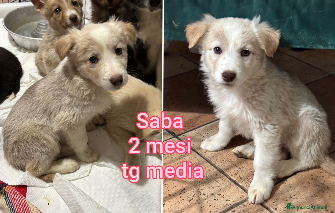 Meticcio cani in regalo: CUCCIOLI BISOGNOSI: URGENTE - Annuncio 9