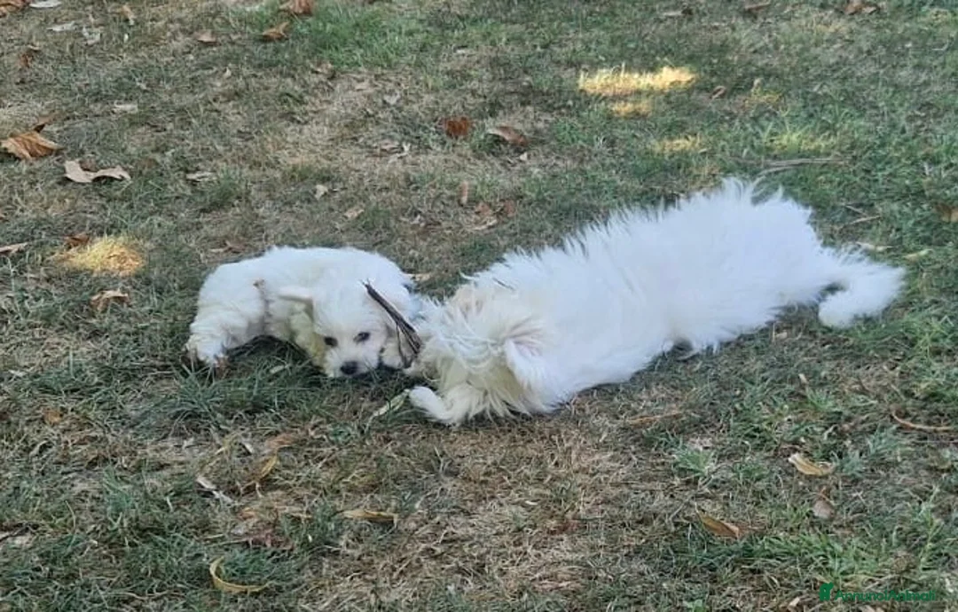 Maltese cani in vendita: Maltese - Annuncio 5