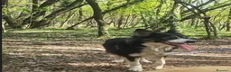 Border Collie cani in regalo: Splendida Border Collie - MILA - Annuncio 5