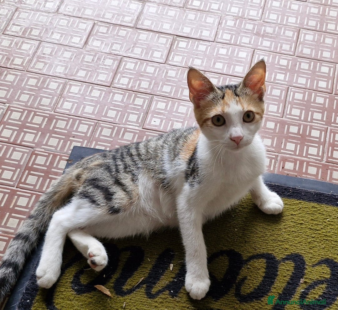 Europeo gatti in regalo: 3micine tricolori dai 3 ai 5 mesi VOGHERA URGENTE - Annuncio 2