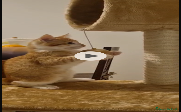 Europeo gatti gatto 3 mesi maschio rosso - Annuncio 19