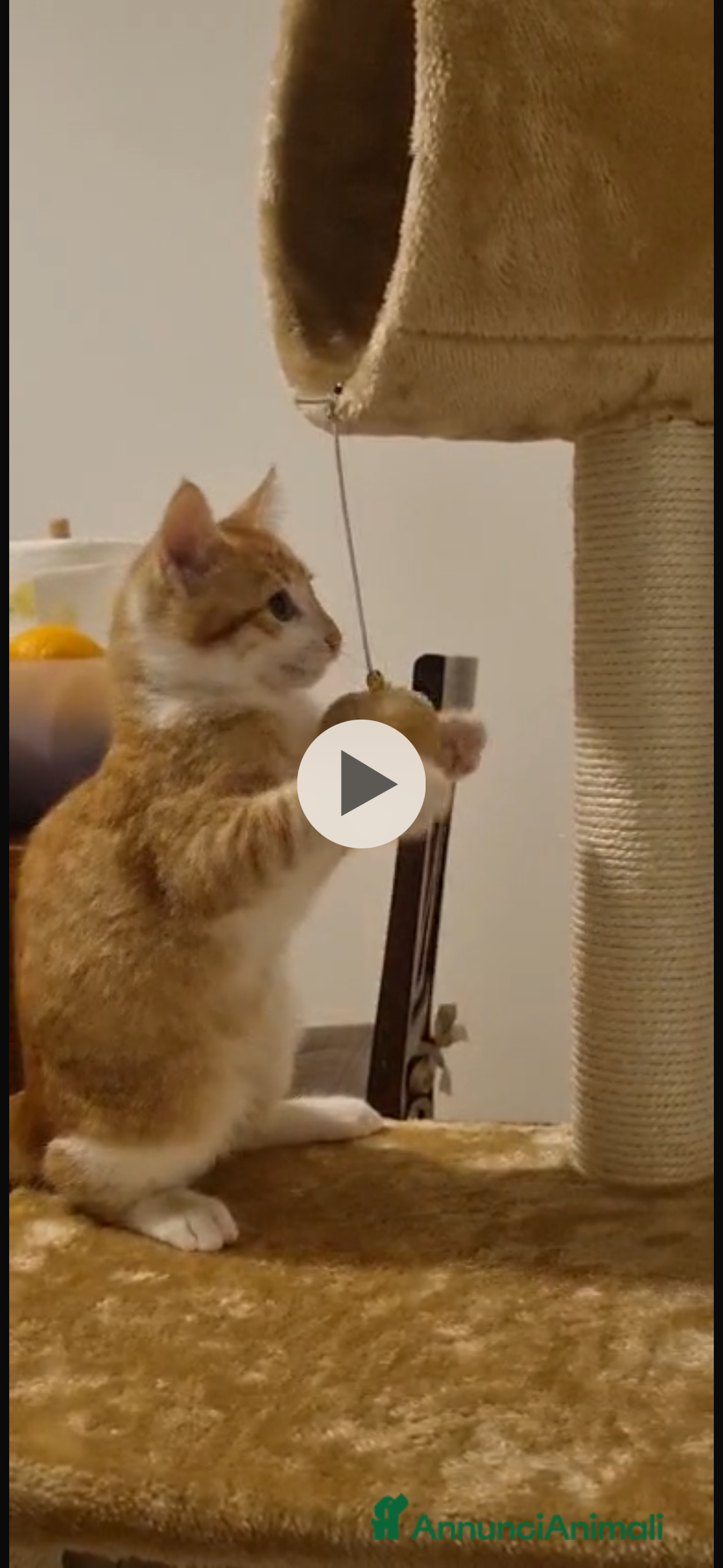 Europeo gatti in regalo: gatto 3 mesi maschio rosso - Annuncio 1