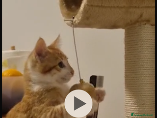 Europeo gatti gatto 3 mesi maschio rosso - Annuncio 38