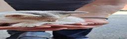 Meticcio gatti in regalo: Regalo gattini  a Provincia autonoma di Trento - Annuncio 3