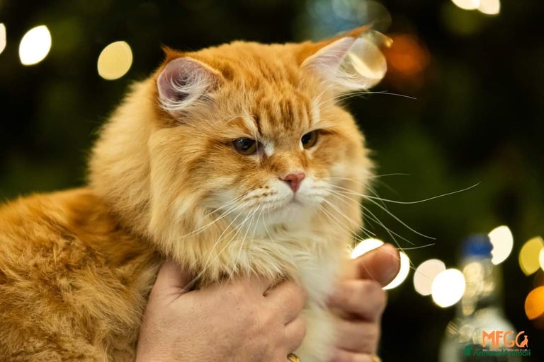 Immagine della galleria {{count}}