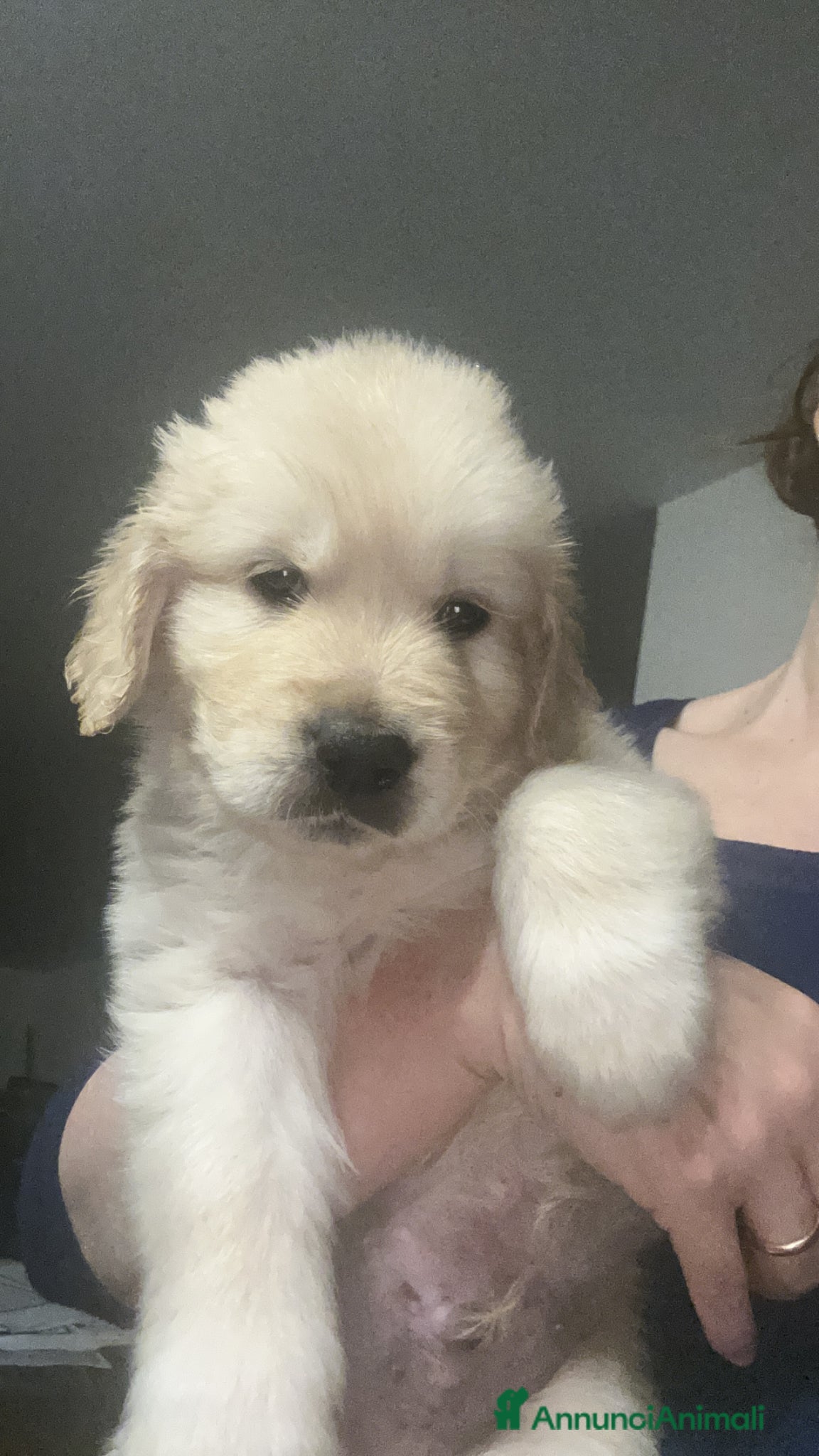 Golden Retriever cani I cuccioli di Dea e Axel - Annuncio 2