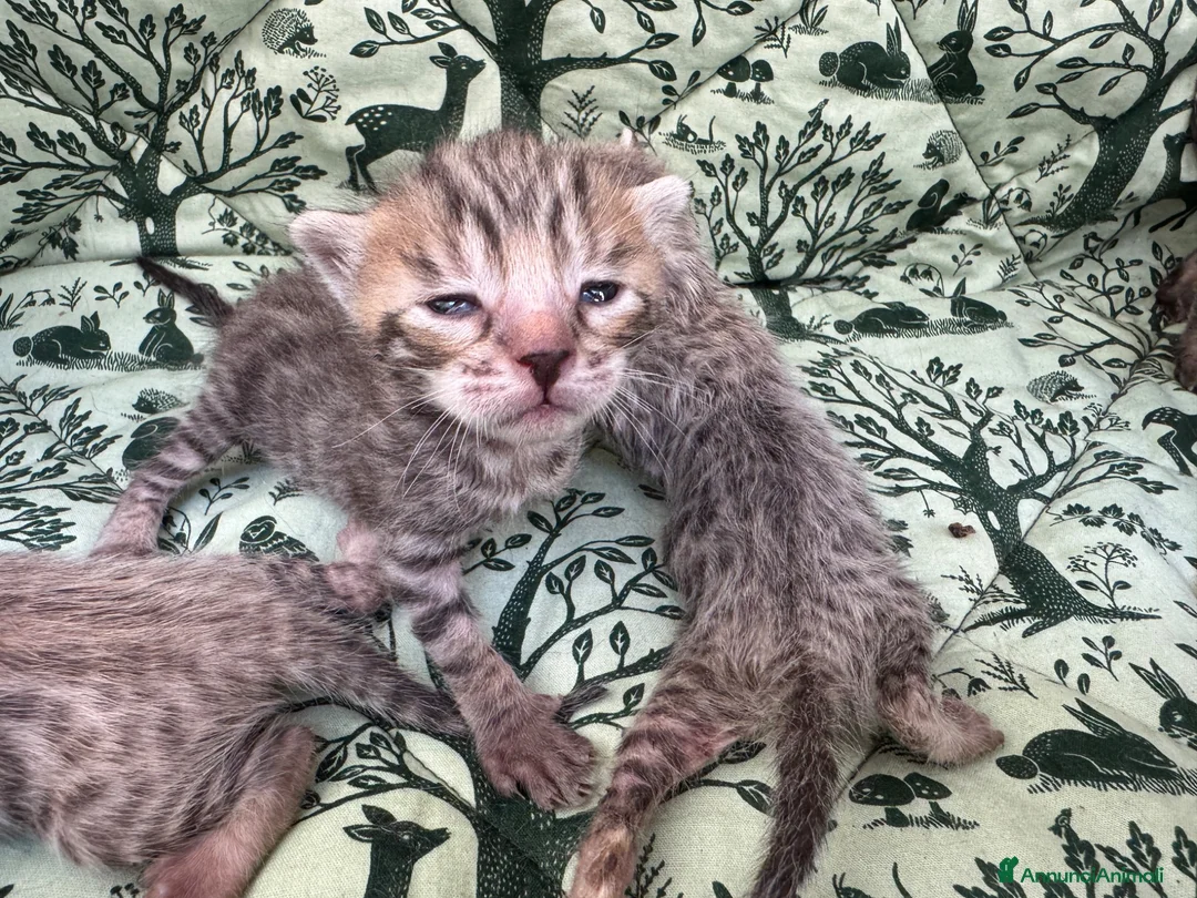 Meticcio gatti in vendita: Gattini Millefiori mix Bengal  - Annuncio 2