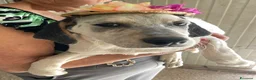 Meticcio cani in regalo: CHI ADOTTA SIRYA? a Città Metropolitana di Torino - Annuncio 11