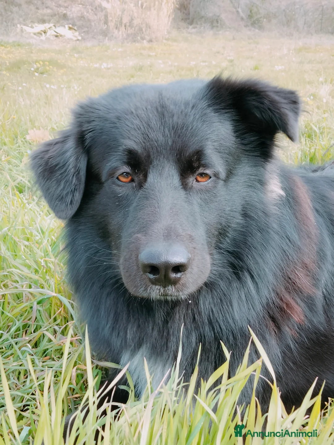 Meticcio cani per accoppiamento: Kush cerca amica - Annuncio 1