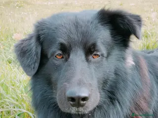 Meticcio cani Kush cerca amica - Annuncio 2