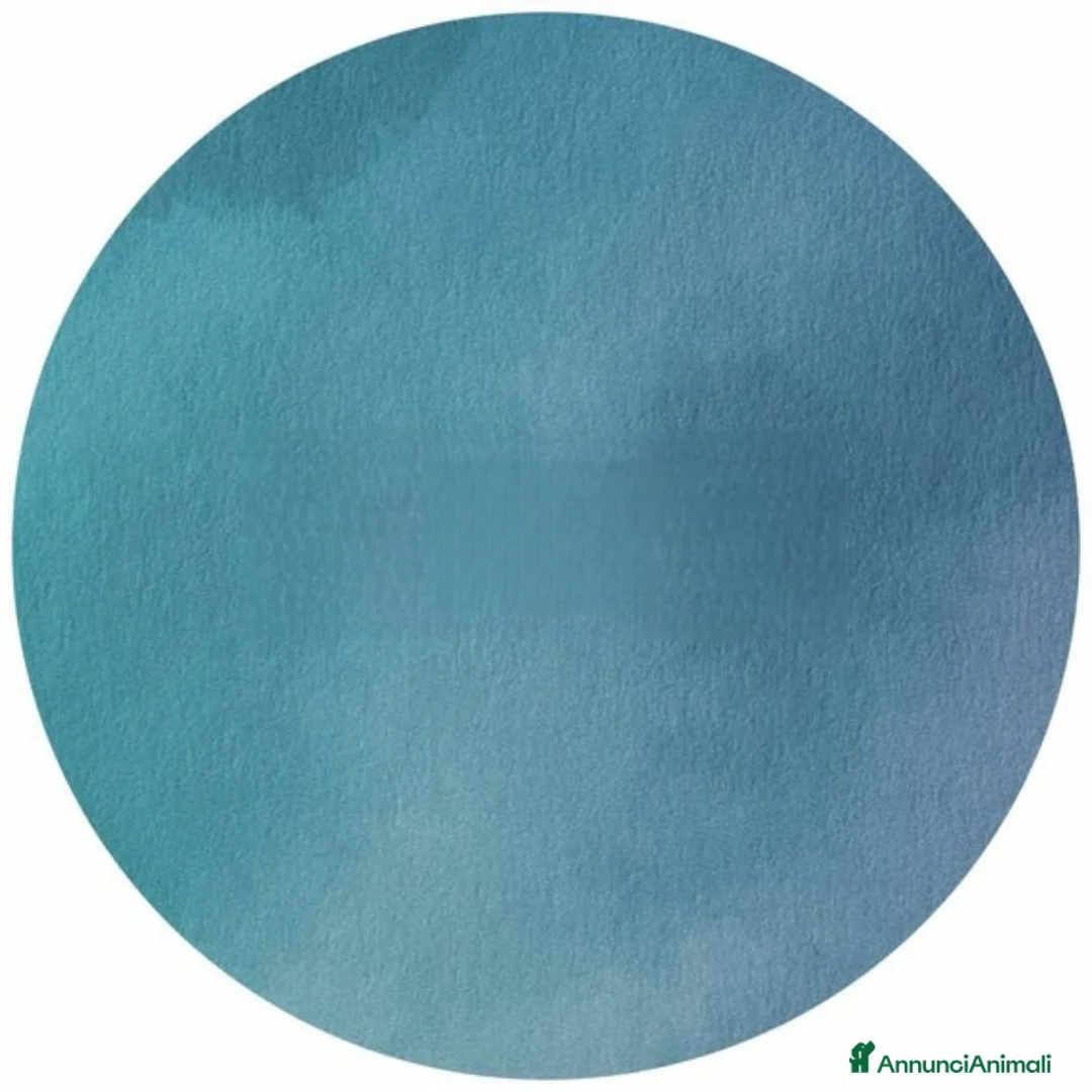 Meticcio cani in regalo: Pandoro Pallino TorroncinoFioccoLuceCannellaStella - Annuncio 8