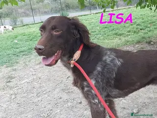 Setter Inglese cani LISA giovane timida setterina - Annuncio 7