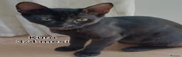 Europeo gatti in regalo: GATTINI SOLI ED ESCLUSI  a Città Metropolitana di Genova - Annuncio 3