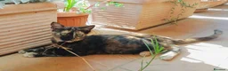 Europeo gatti in regalo: Gattine 3 mesi e mezzo socievoli  - Annuncio 1